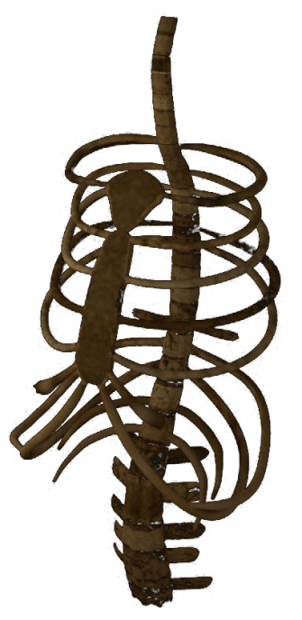 spine and ribcage render