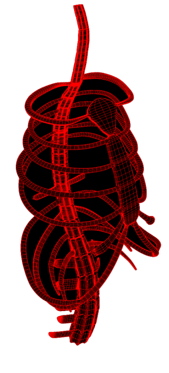 Spine and ribcage wireframe